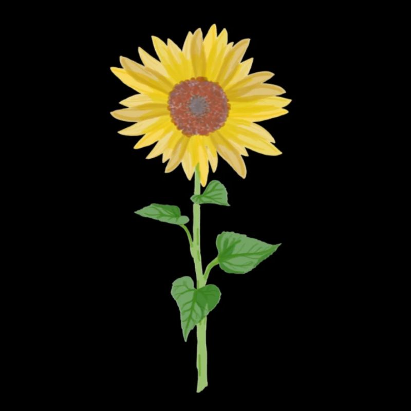 Sonnenblume