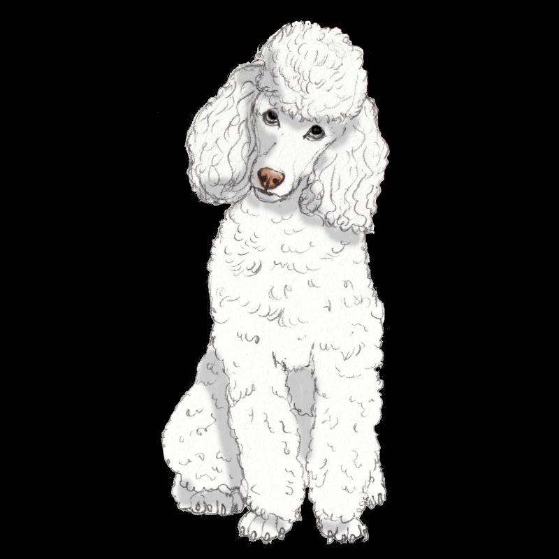 Toy poodle white
