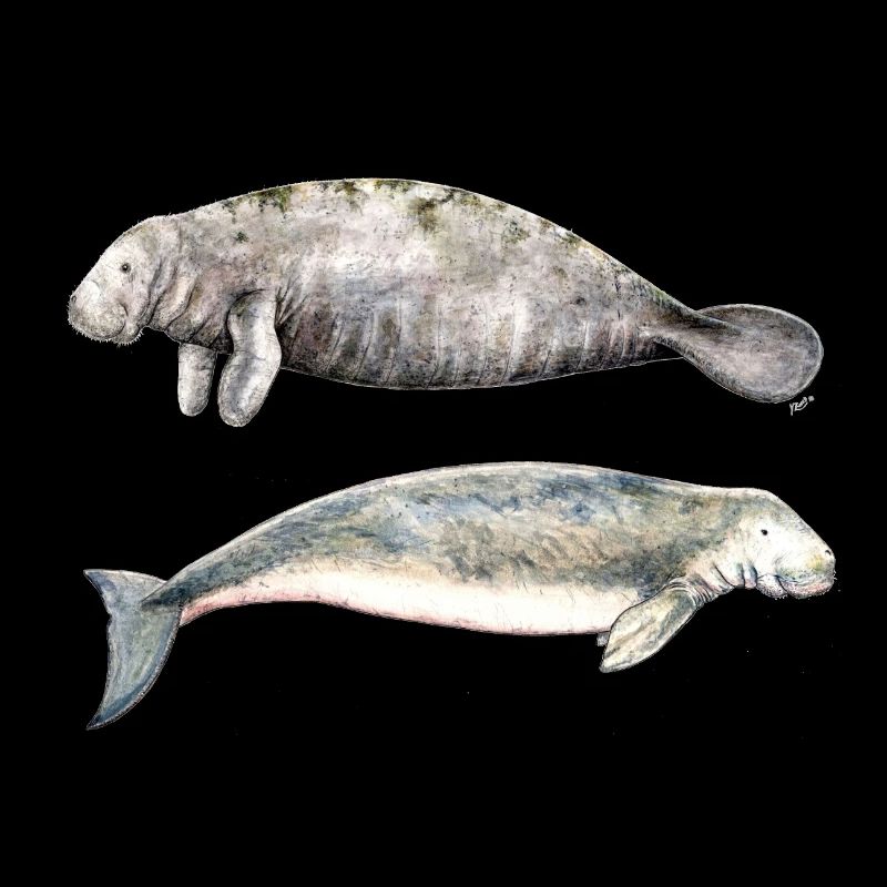 Sea cows: manatee and dugong