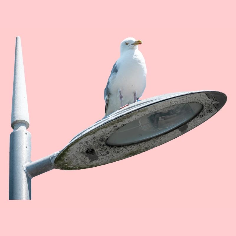 Möwe auf einer Lampe Post