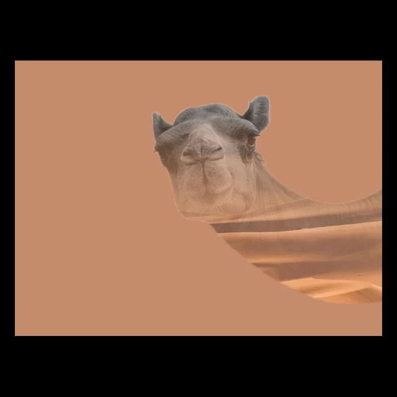 Kamel 🐫 Wüste