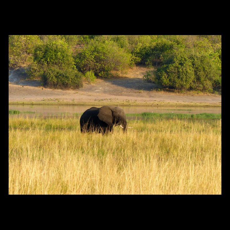 Elefanten in Namibia Afrika