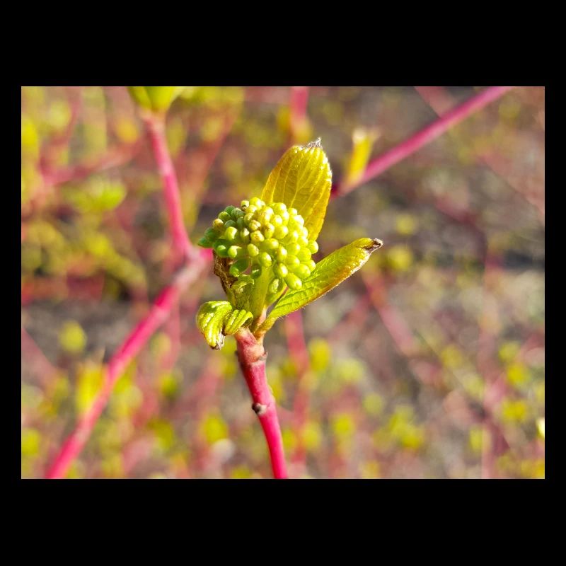 Hartriegel Hornstrauch Cornus