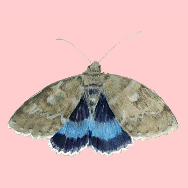Blue underwing