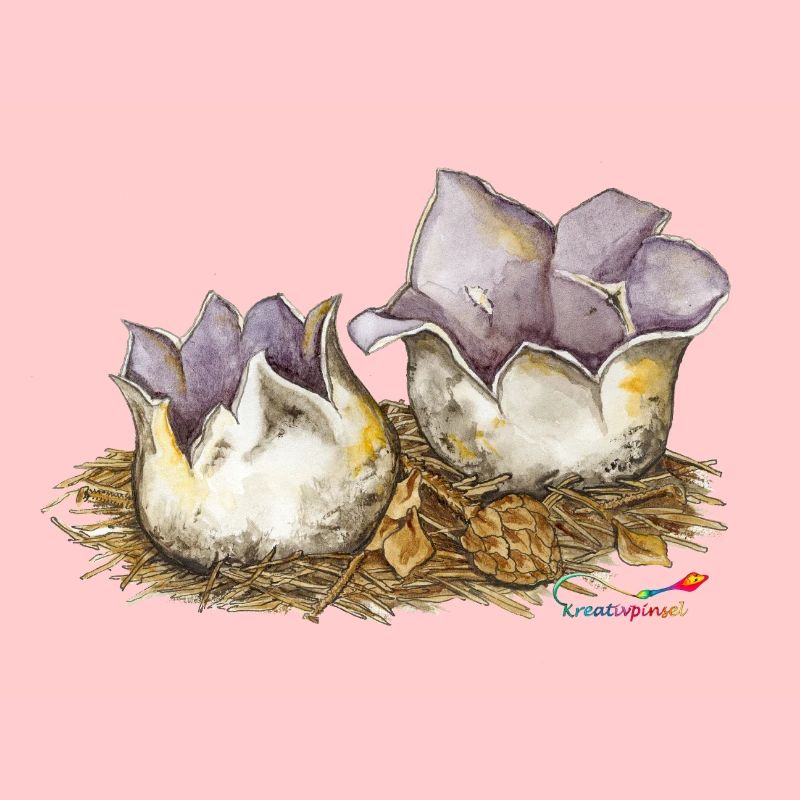 Crown cup (Sarcosphaera coronaria)