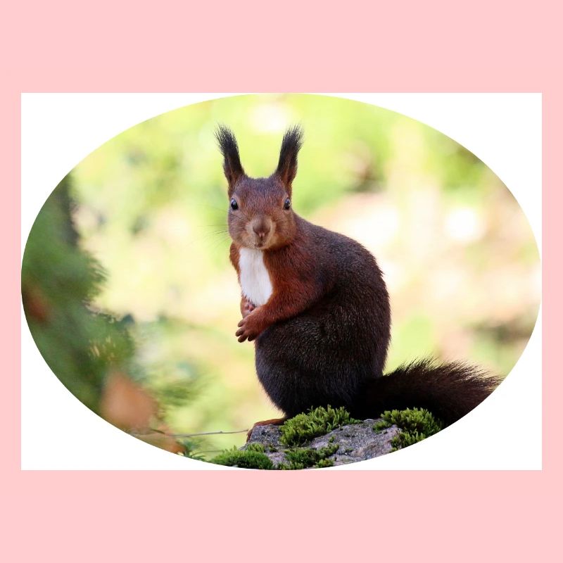 Eichhörnchen, Isibat