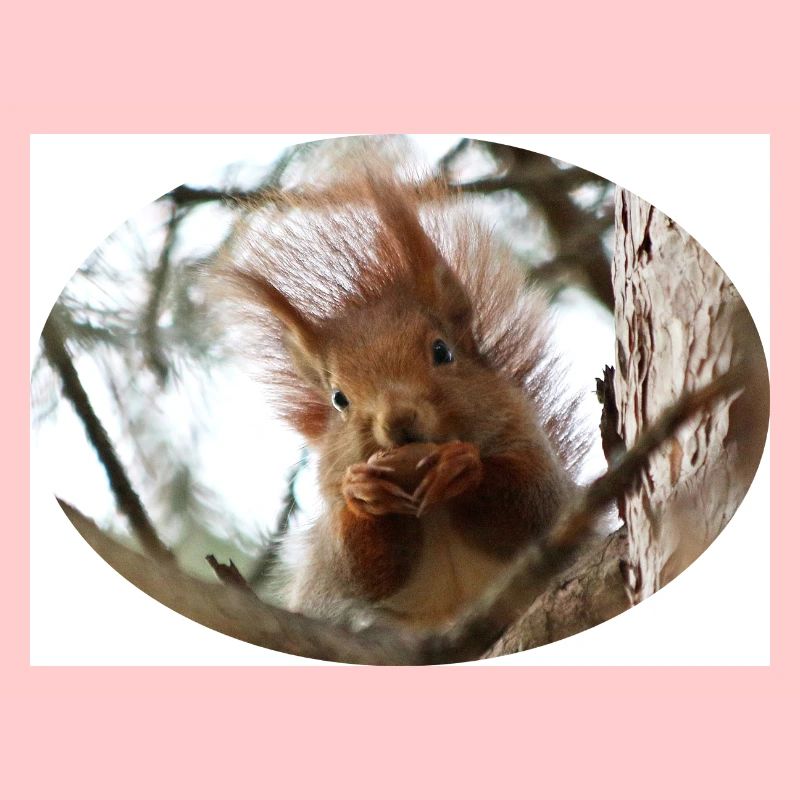 Eichhörnchen, Isibat