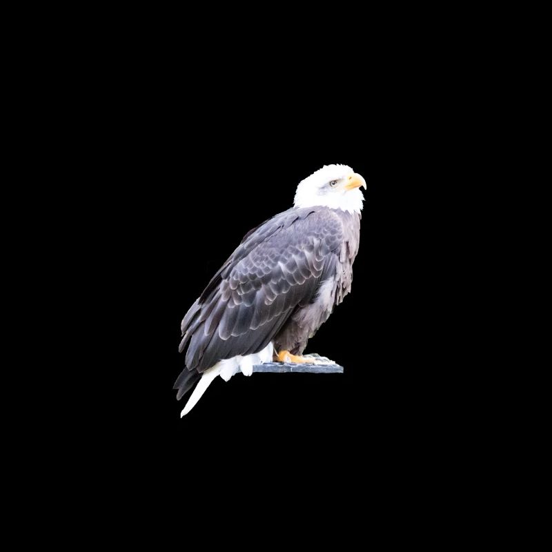 Adler