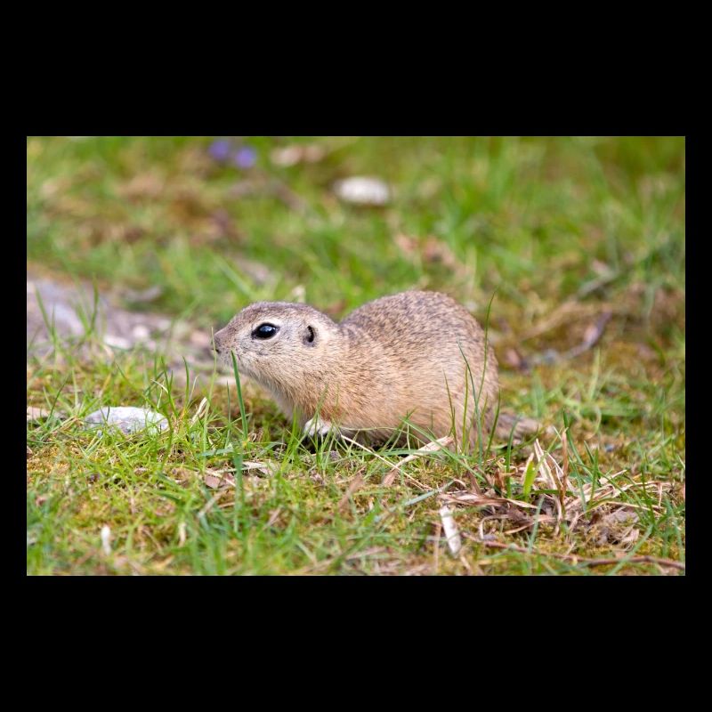 European ground squirrel also souslik Ziesel