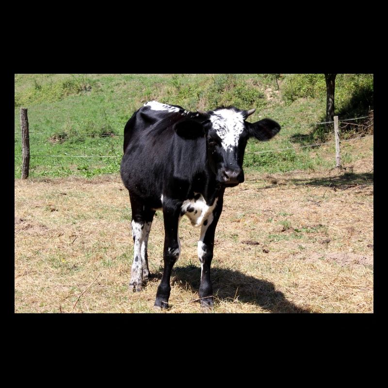 Affiche de vache