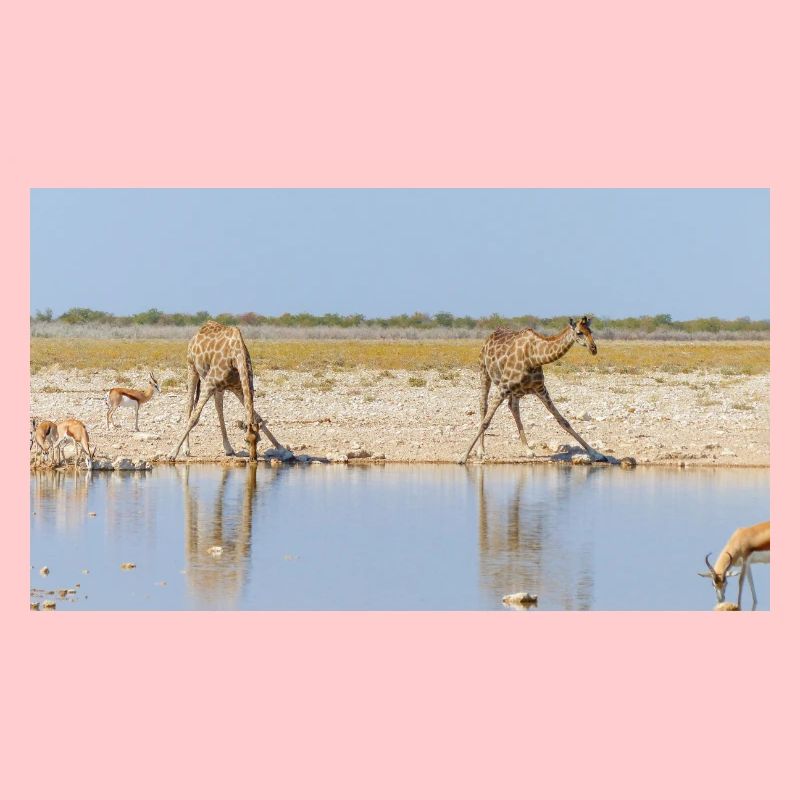 Paysage à la rivière Cubango avec girafe