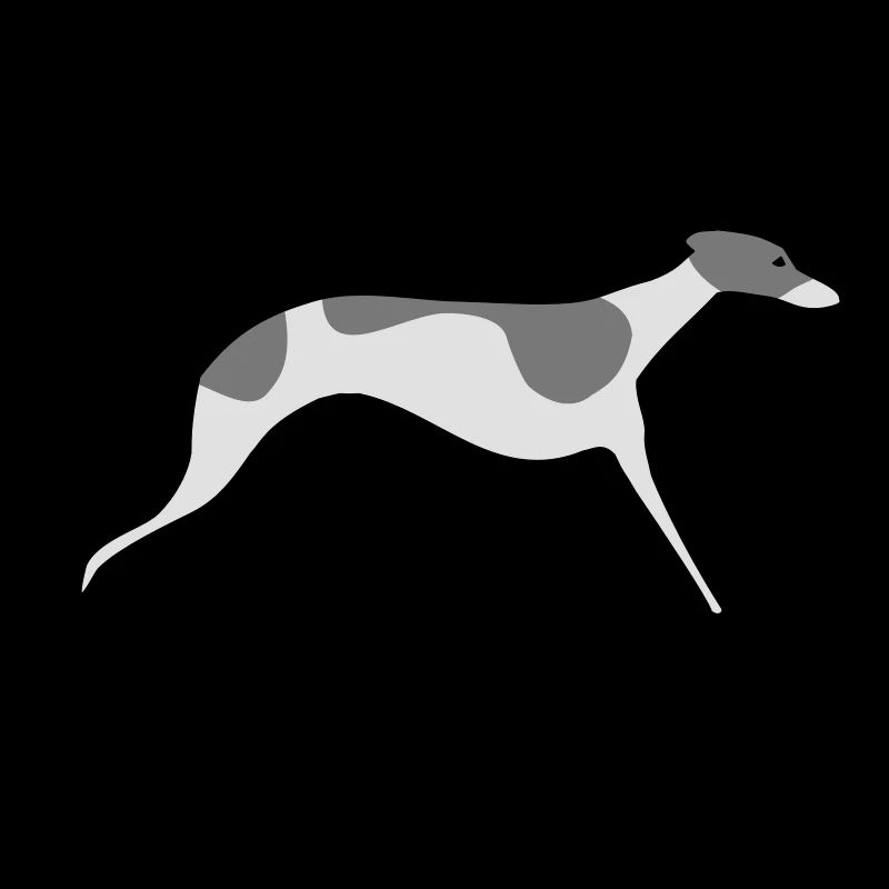 Whippet