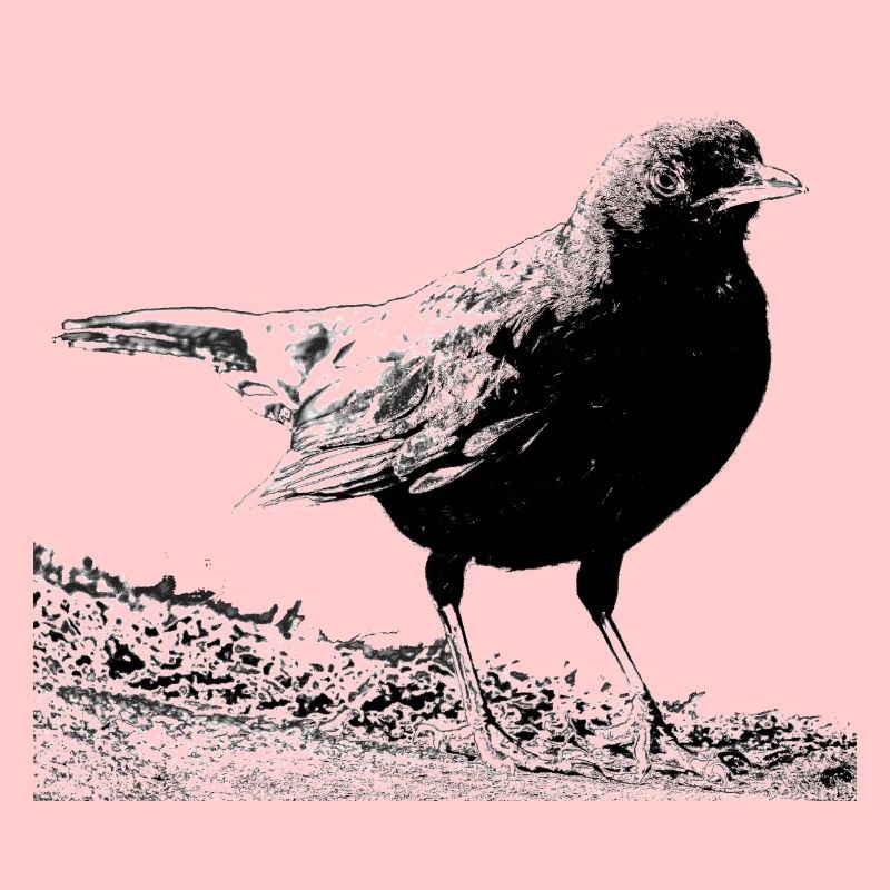 Amsel, A730357