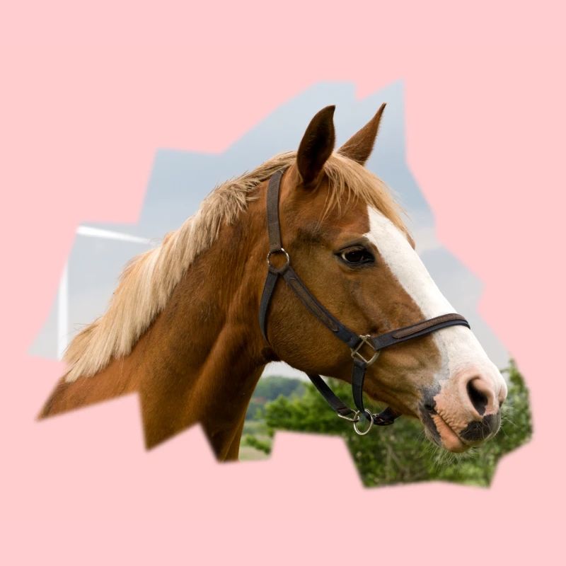 Horse. Pferd.