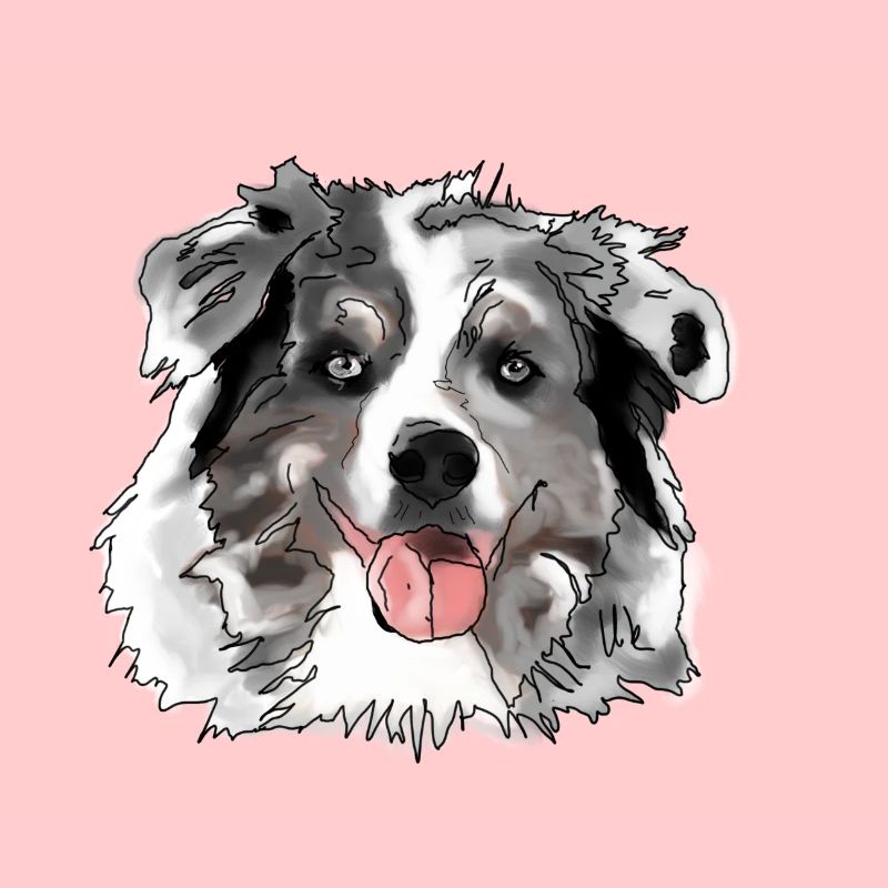 Border Collie