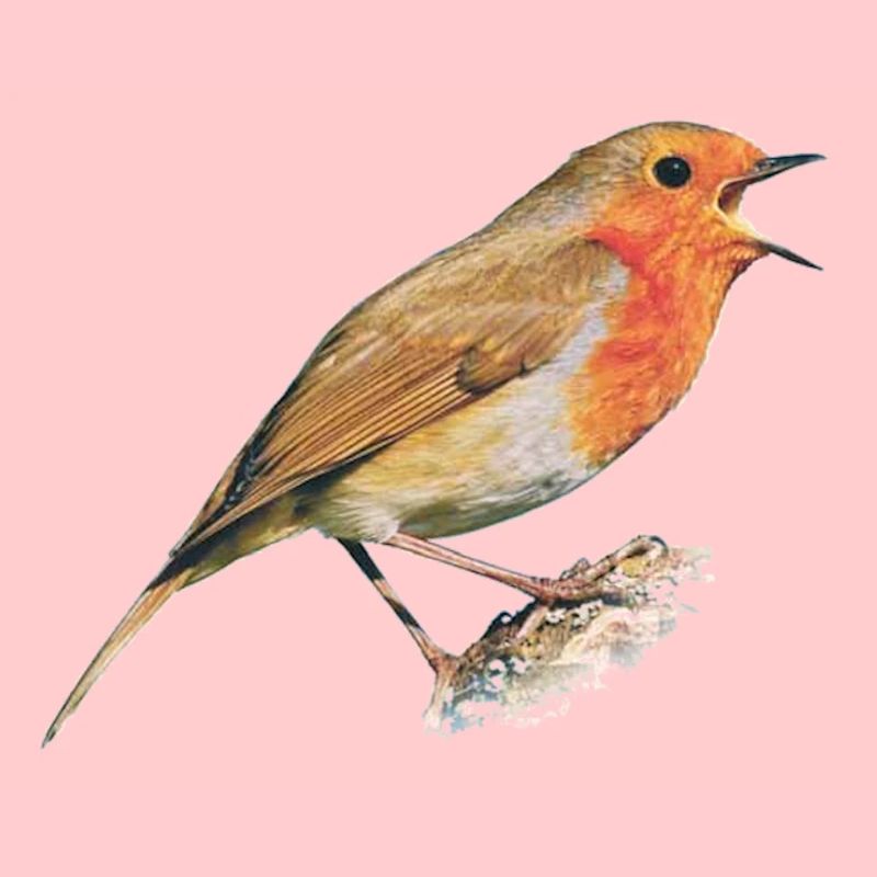 Rotkehlchen Vogel Robin