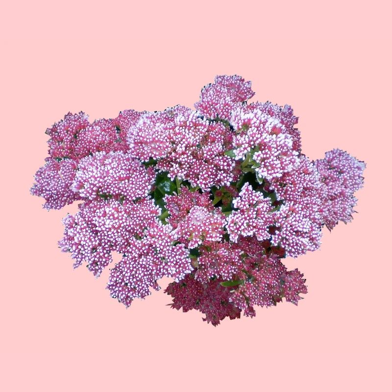 Fette Henne Kraut Blume