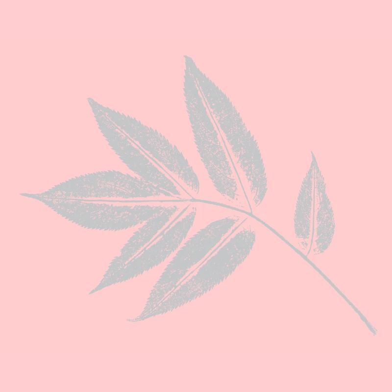 Leaf Ash - Nature & Forest Botanical