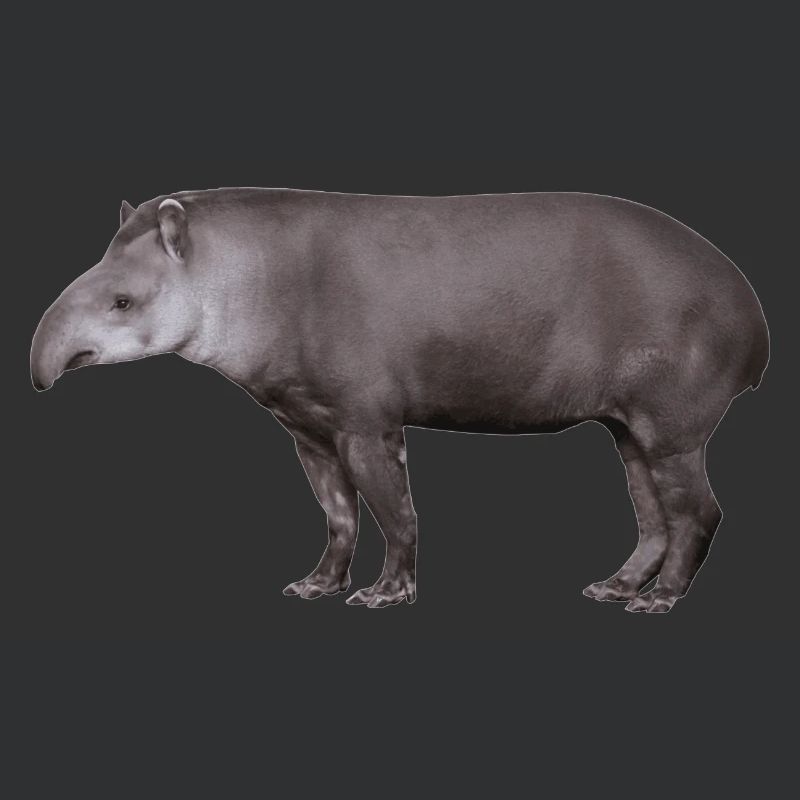 Der Tapir, Schwein oder Elefant?