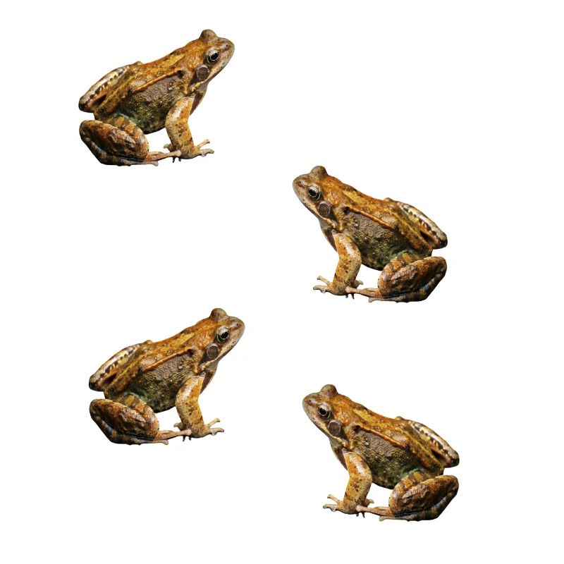 toad