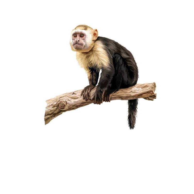 Capuchin monkey whisperer