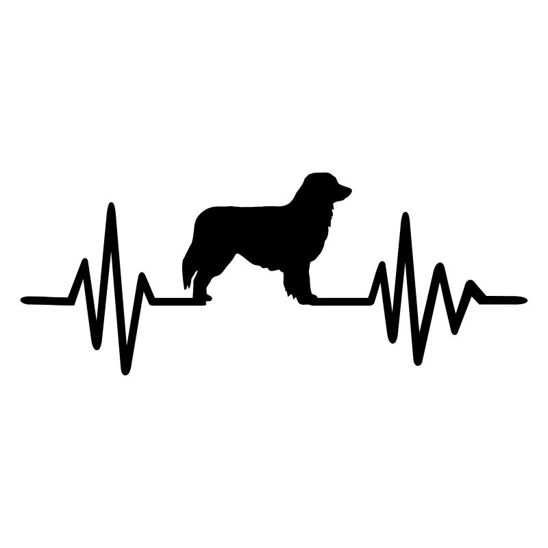 Australian shepherd