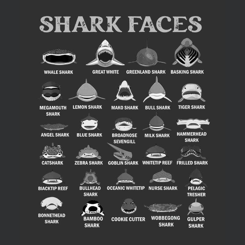 Types de visages de requin. Identification du visage du requin