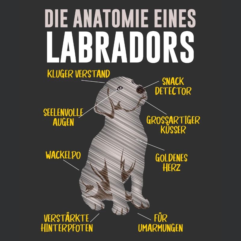 Anatomie eines Labradors Hundehalter Labrador