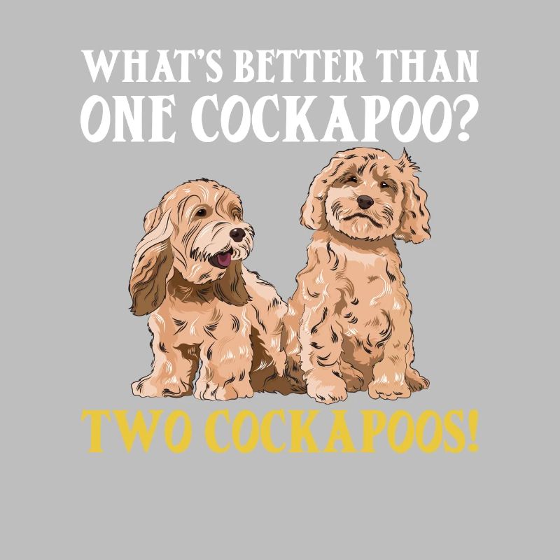 Cockapoo Chien