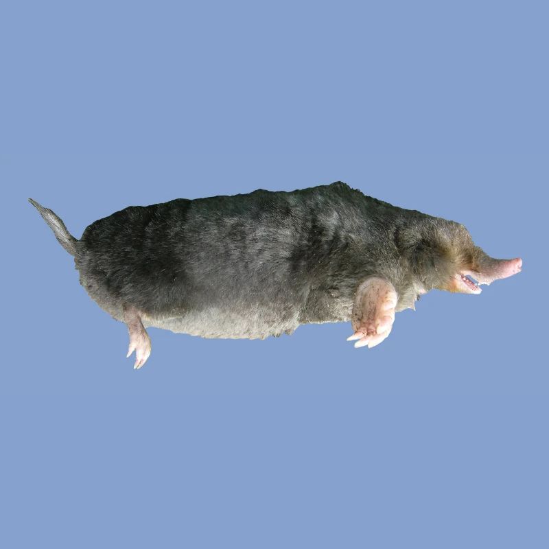 Mole