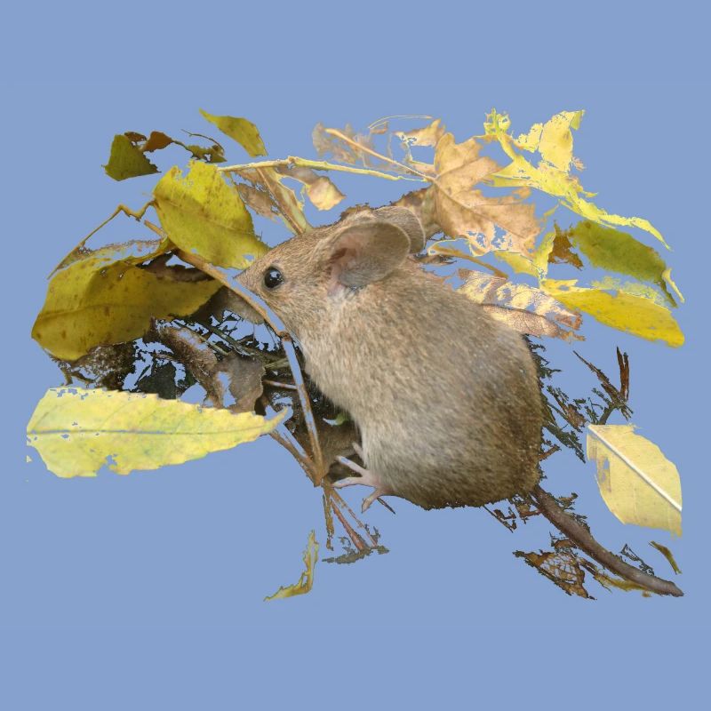 Souris dans le feuillage