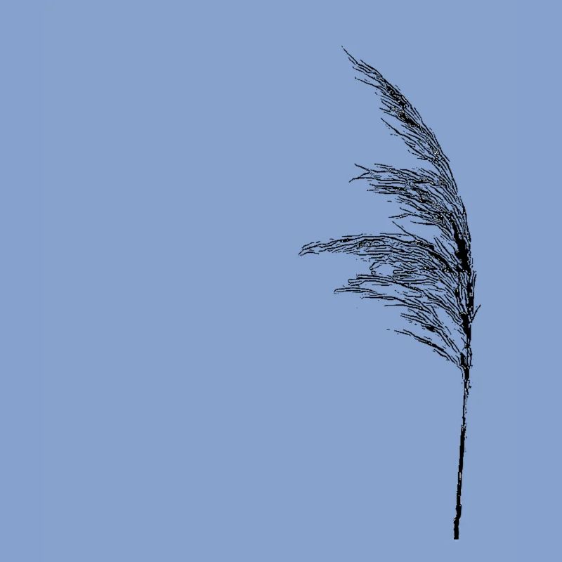 Halm dans le vent