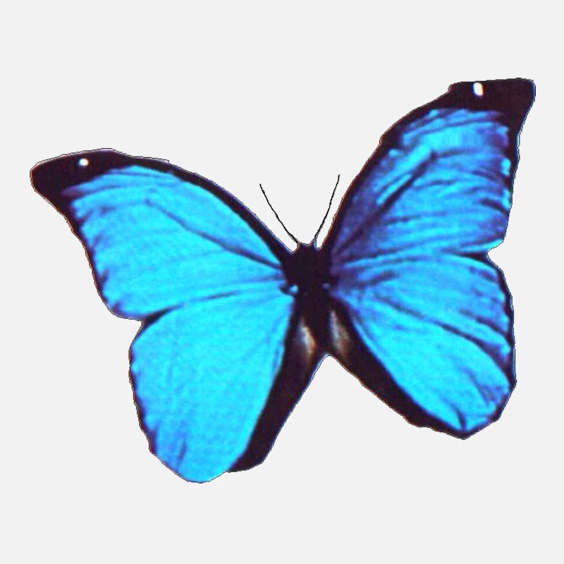 Papillon Morpho 5