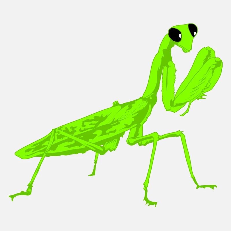 Gottesanbeterin Mantis Religiosa Instekt