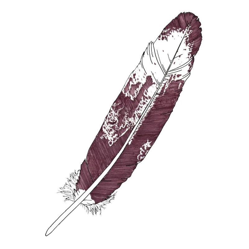 Grande plume brun-blanc dessinée à la main (aigle à queue blanche)