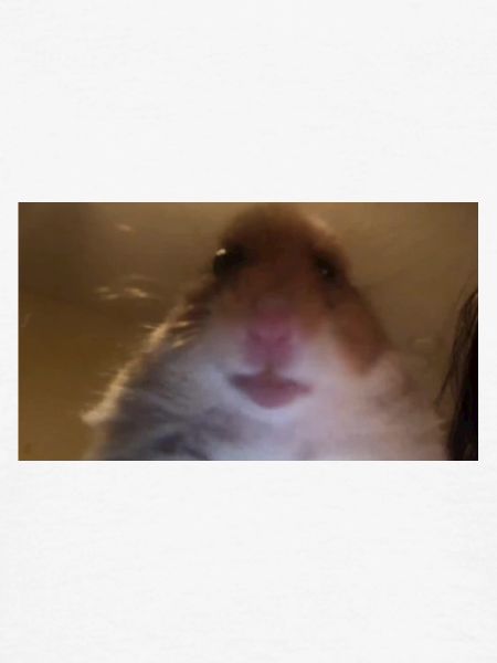 meme hamster