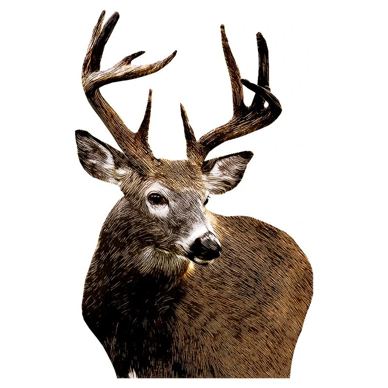 roe deer 3