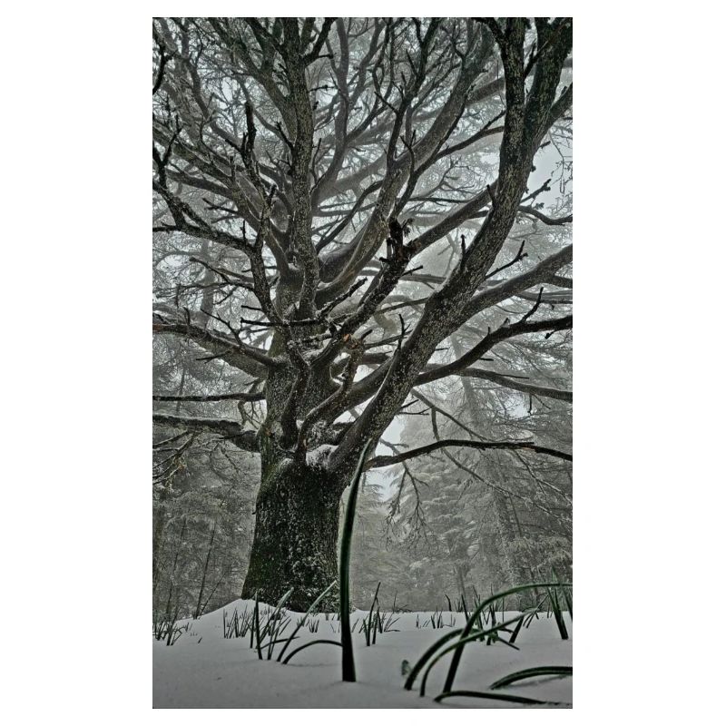 Träumen Sie vom Wald
