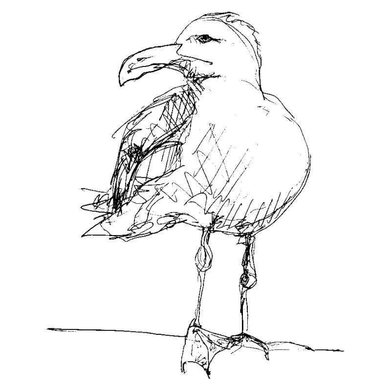 Möwe