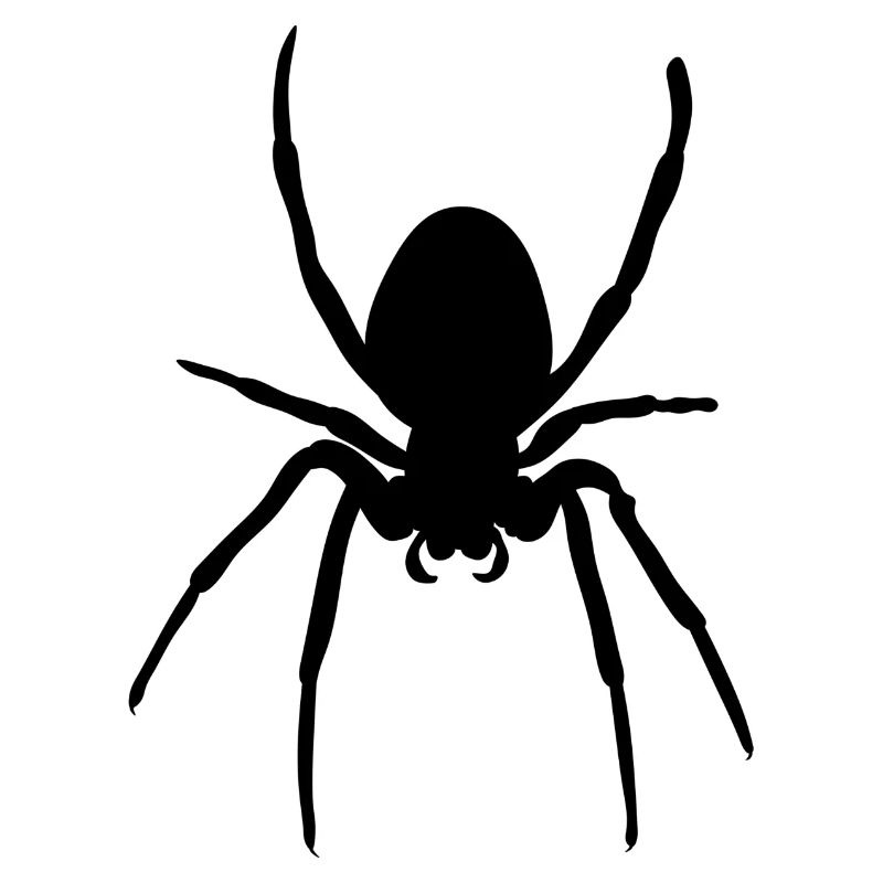 Araignée noire Spinne