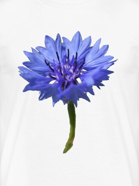 Blaue Kornblume