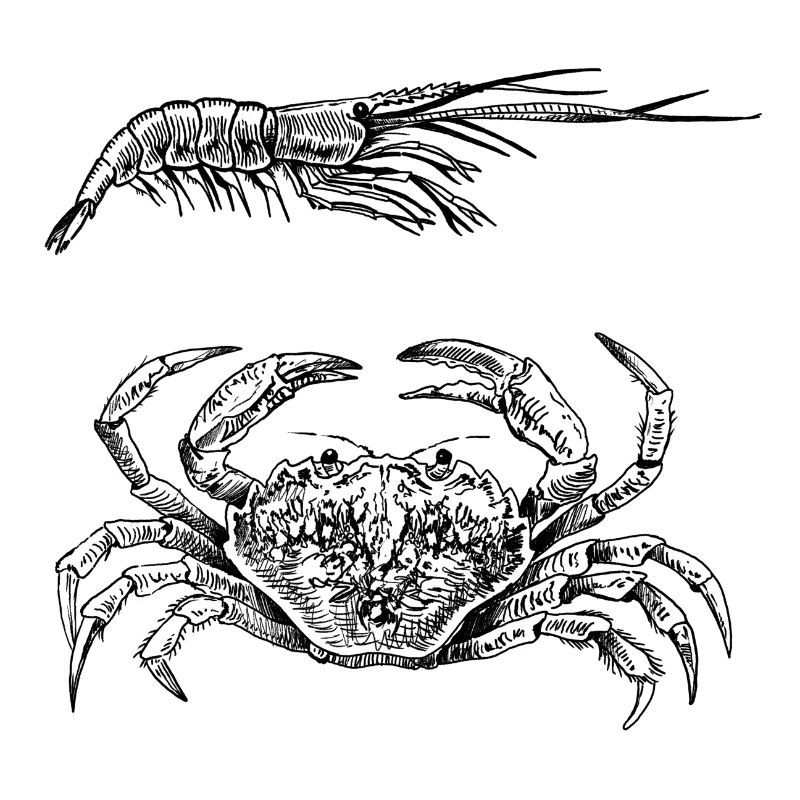 Crabe et crevettes - Shellfish Power