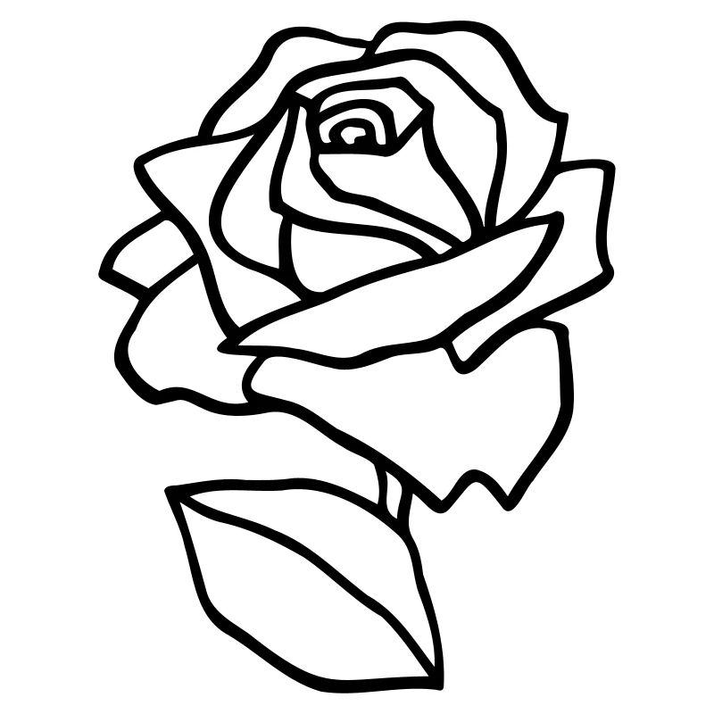 Rose Fleur Daphné