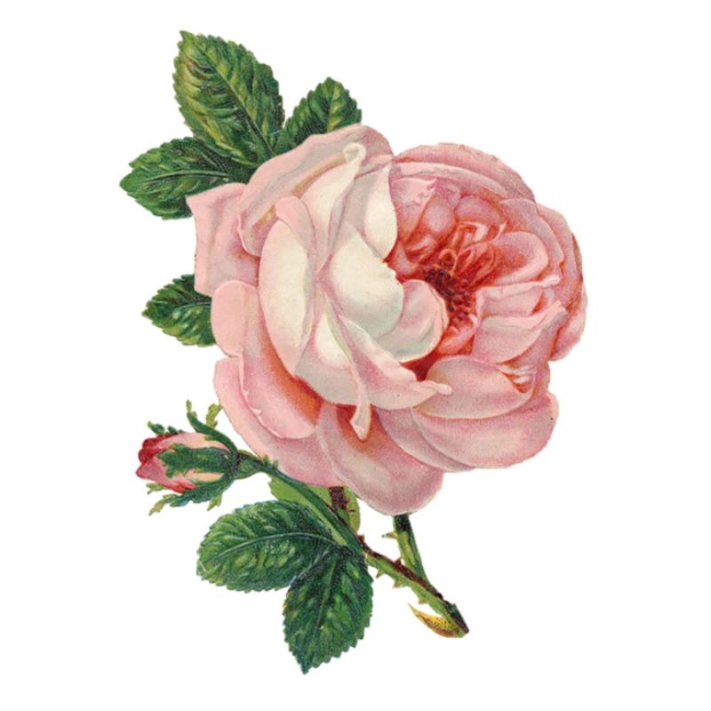 Rosa Rose! Geschenk Idee