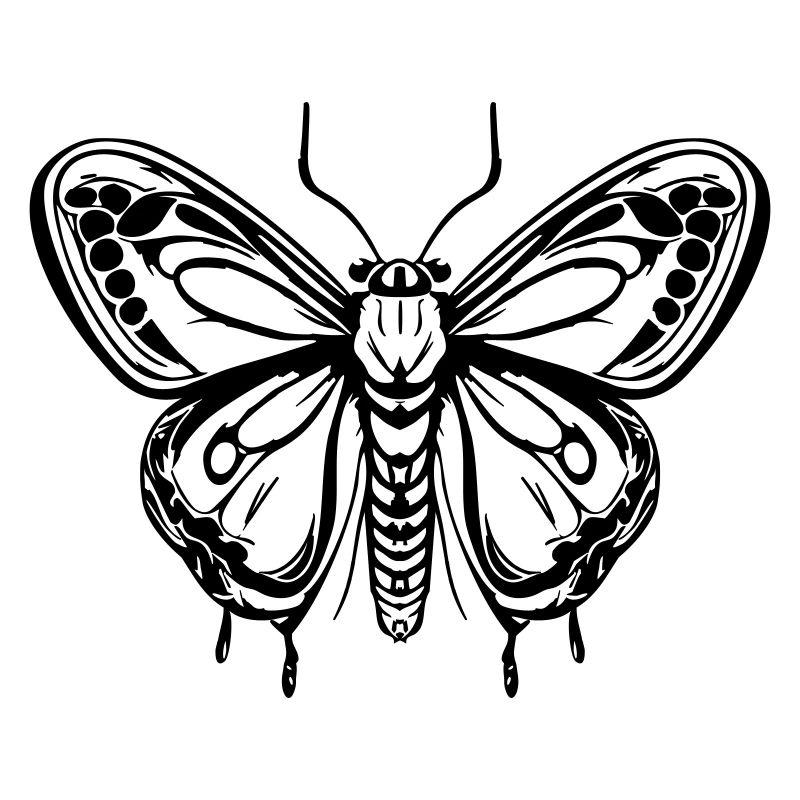 Le papillon de nuit