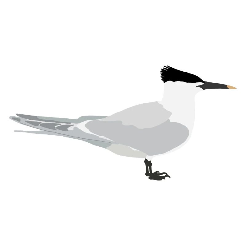 Sandwich tern
