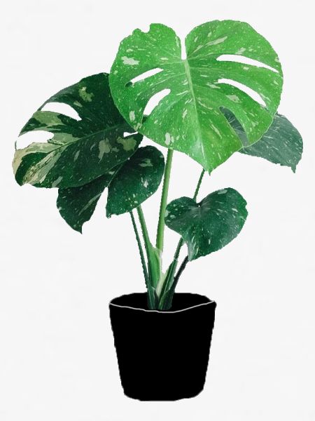 Monstera