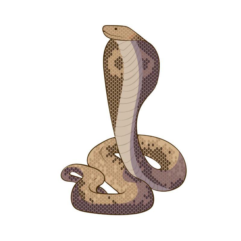 Serpent Cobra