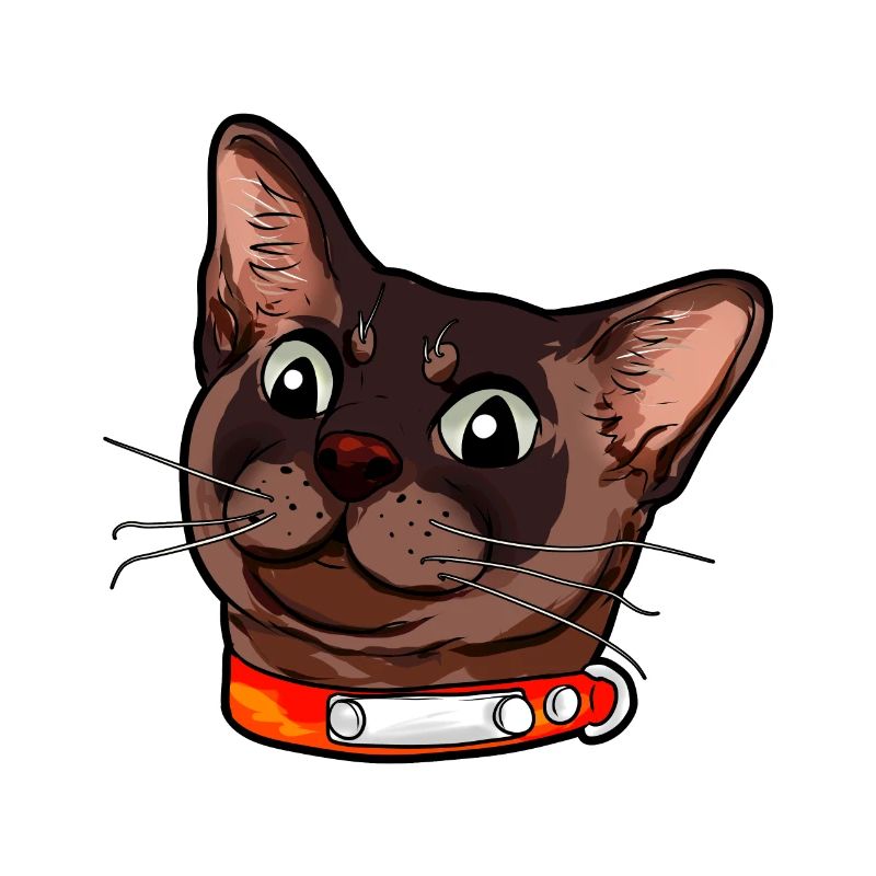 Burmese cat Burma chat visage de chat brun
