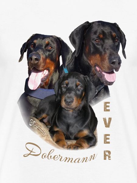 Dobermann